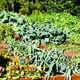 White House Kitchen Garden.